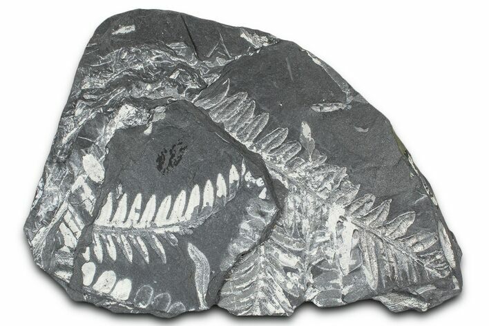 Fossil Seed Fern (Alethopteris & Pecopteris) Plate - Pennsylvania #368191